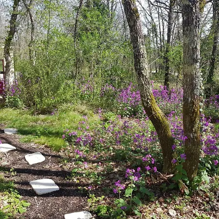 Ti - Libellule * Bussac-Foret